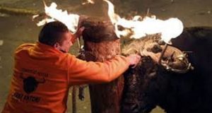 Video | un toro con los cuernos en llamas embistió a una mujer