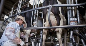 Se cae el consumo de leche y ya cerraron más de 600 tambos