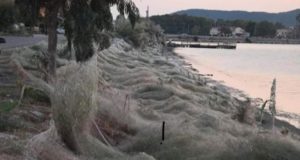 La extraña razón por la cual un pueblo griego apareció rodeado por una telaraña gigante