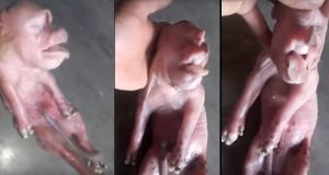 Video | Increíble: Nació un chancho con cara humana en Catamarca