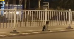 El perro que lleva 80 días sin moverse del lugar en el que murió su dueña