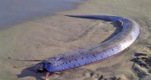 Japón: temen por un desastre natural tras un «mal presagio» hallado en las playas