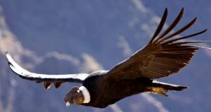 Bariloche | Curso de observación de aves en la zona cordillerana