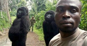 Las selfies de los guardaparques del Congo con gorilas «casi humanos»