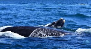 Chubut | Arcioni encabezará el acto de apertura de la Temporada de Ballenas