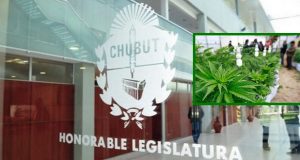 Chubut | Legislatura: Habrá una conferencia sobre cultivo de cannabis terapéutico