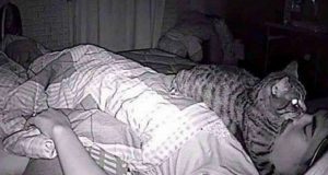 Puso una cámara oculta y descubrió la razón por la que no dormía bien
