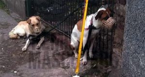 Quilmes | Buscan familias para 15 perros que se comieron a su dueña