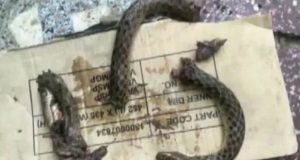 Borracho despedazó a mordiscos a serpiente que entró a su casa y lo atacó