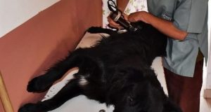 Esquel | Arranca la campaña de castración masiva de mascotas en barrios