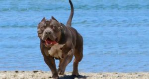 Un pitbull mordió a un tiburón que estaba atacando a su dueño
