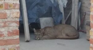 Neuquén | Un puma apareció en una vivienda de barrio Hipódromo