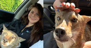 Creyó que había rescatado a un perro herido pero era un coyote salvaje
