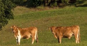 La historia de las vacas que fueron arrastradas por el huracán Dorian y aparecieron meses después en una isla