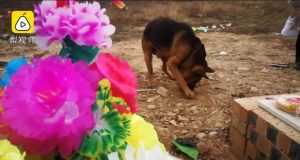 El perro que intenta desenterrar a su dueño muerto