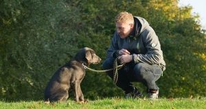 Estudio descubrió que los perros pueden reconocer una misma palabra aunque sea pronunciada por desconocidos