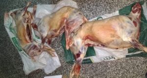 El Maitén | Detuvieron a 3 personas con animales faenados