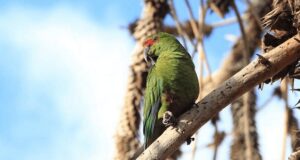 Argentina | Efecto cuarentena: Por primera vez fotografiaron una rara y muy inteligente especie de loro
