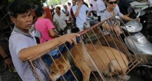 China | Prohíben criar perros para consumo humano