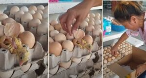 Tailandia | Nació un pollito cuando estaban a punto de vender el huevo