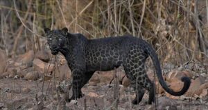 India | Captan una extraña especie de leopardo durante un safari familiar