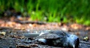 Misterio por pájaros muertos que caen del cielo