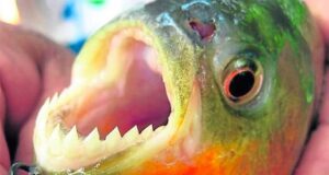 Misiones | Volvieron al ataque las palometas