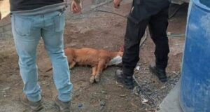 Madryn | Efectivos matan de un disparo a una perra en allanamiento encabezado por Massoni