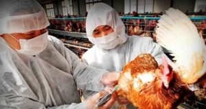 China | Detectaron el primer caso mundial de gripe aviar H10N3 en seres humanos