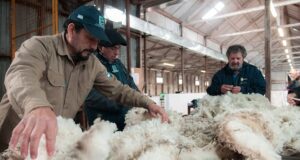 Zafra lanera en Chubut: inician las esquilas y estiman producir entre 10 y 11 millones de kilos