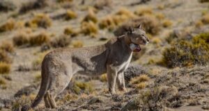 Chubut | Alarma por los masivos ataques de pumas a ovejas en los campos