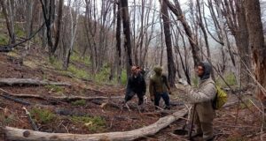 Cordillera | Continúan los trabajos en Cholila, tras los incendios de 2015
