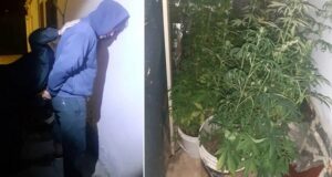 Trelew | Un hombre denunció a su hijo por tener una plantación de marihuana