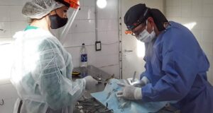 Madryn | El sábado 20 de noviembre se realizarán castraciones con el Quirófano Móvil