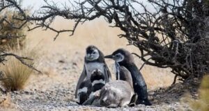 Chubut | Punta Tombo: Denuncian al dueño de un campo que aplastó más de 140 nidos de pingüinos