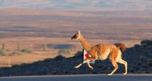 Chubut | Recomiendan precaución por presencia de animales silvestres en las rutas de la provincia