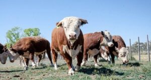 Patagonia | Se busca poblar la región con toros