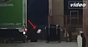 Madryn | Polémico video donde se ve la falta de cuidado en el manejo encomiendas en Vía Cargo