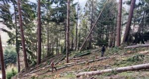 Lago Puelo | Detectaron una nueva tala ilegal de bosque