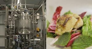 Aprobaron la producción de carne cultivada a partir de células animales en Estados Unidos