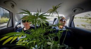 México | Las “monjas” de la marihuana ponen en jaque a los narcos