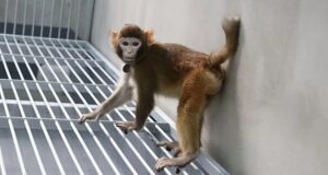 “Retro” es un mono clonado que abre puertas a la ciencia y también genera temor
