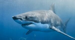 Más de 10 tiburones dieron positivo de cocaína en Río de Janeiro