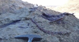 Descubrieron en Chubut un dinosaurio carnívoro que habría sido de los últimos en extinguirse