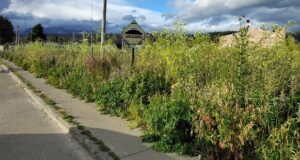 Cholila intensifica los controles en terrenos baldíos por limpieza