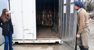 Dónde se realiza el acopio de liebre en Esquel y quiénes pueden participar de la zafra