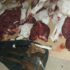 Caza furtiva de guanacos en El Maitén