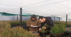 Más de 70 mil plantines serán parte de la restauración cerca de Cholila