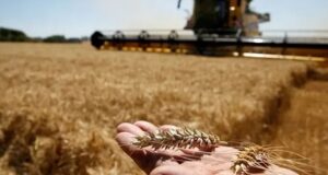 Brasil prevé producción récord de granos en 2026 a pesar de los riesgos de El Niño