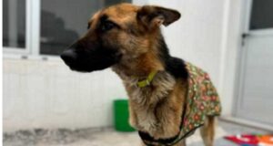 Investigan a un hombre de Rawson por maltrato animal